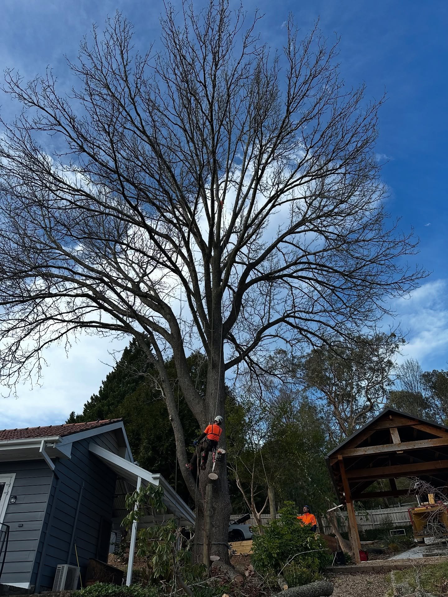 RedGum-tree-service (10)