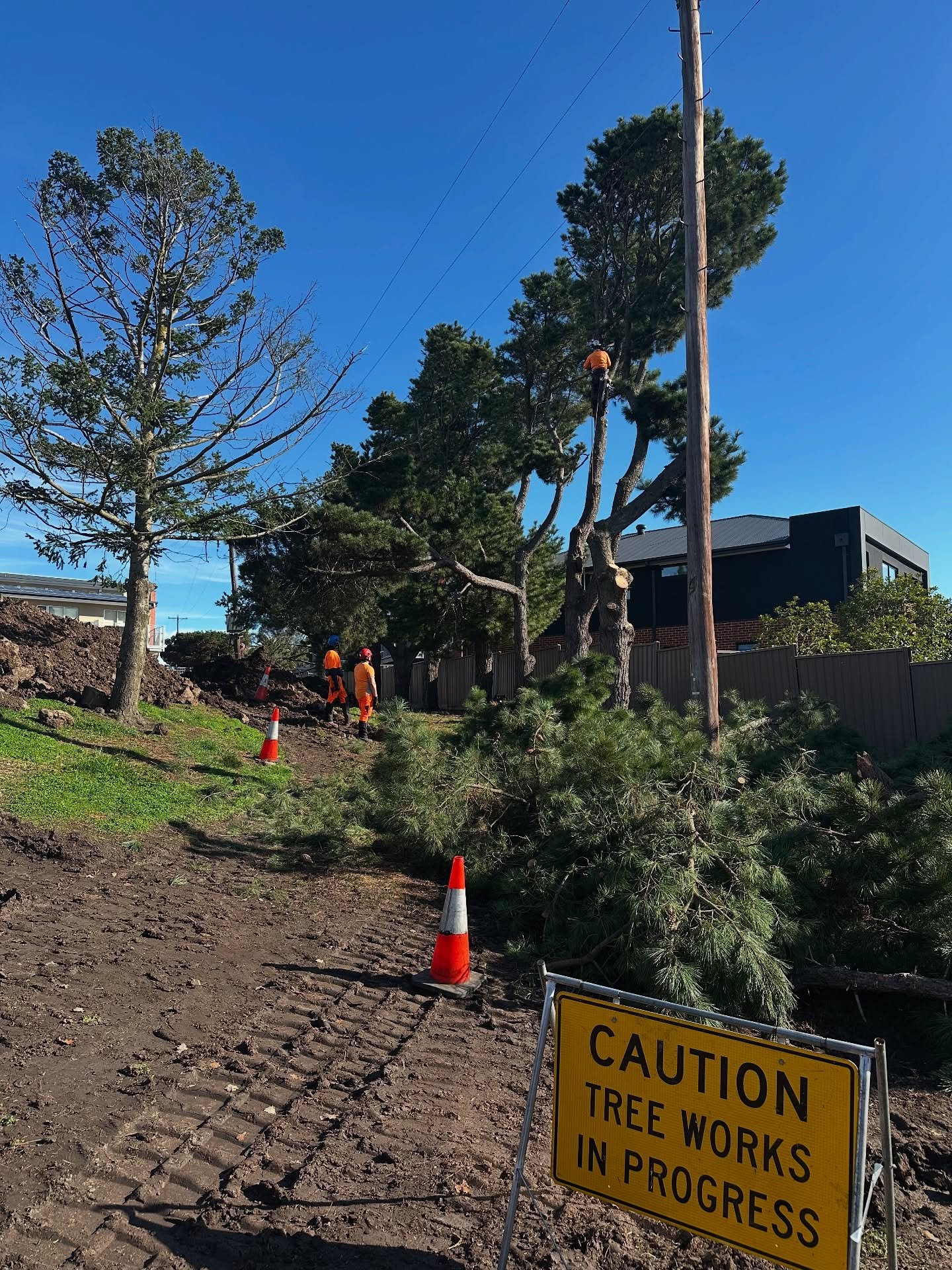 RedGum-tree-service (11)