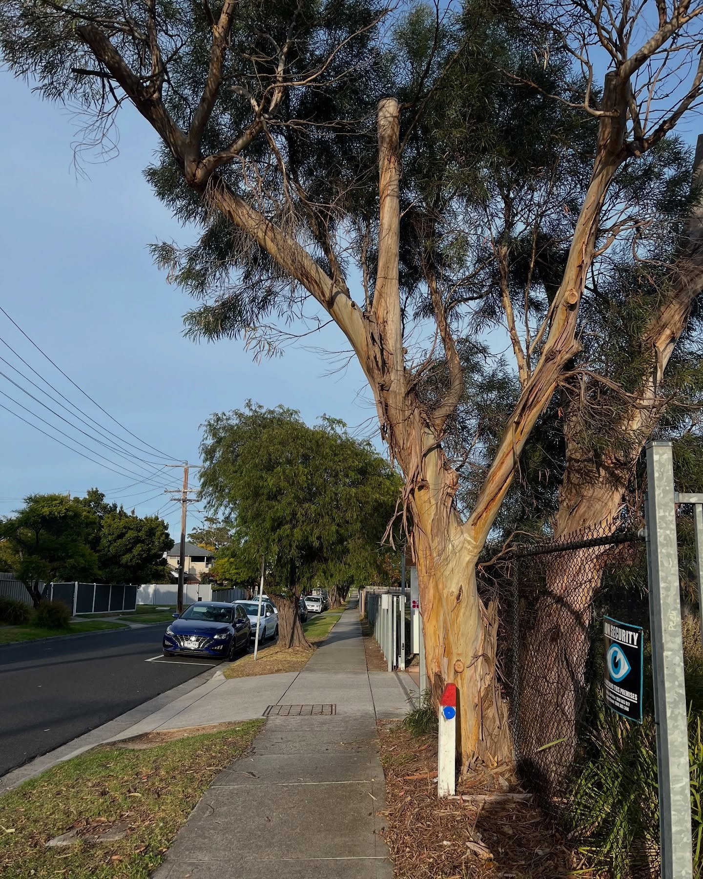 RedGum-tree-service (4)