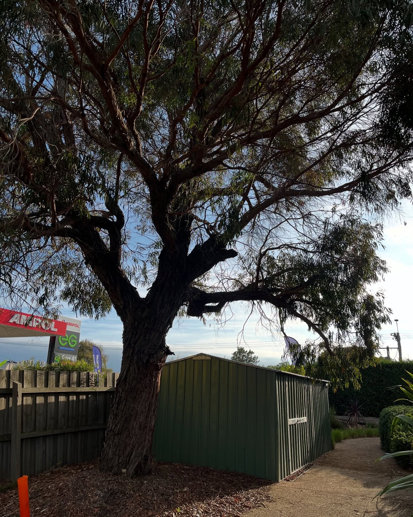 RedGum-tree-service (7)