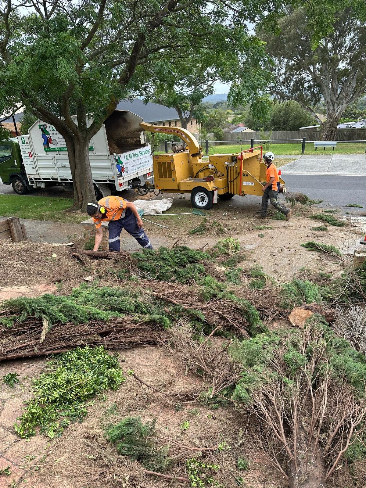 RedGum-tree-specialist (3)