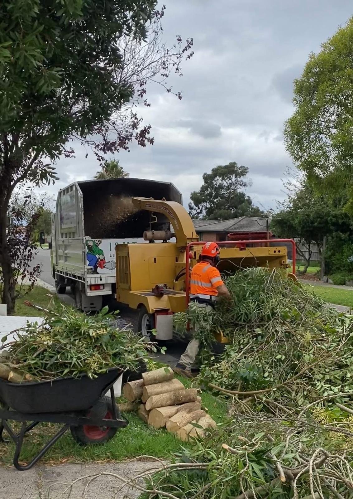 RedGum-tree-specialist (9)