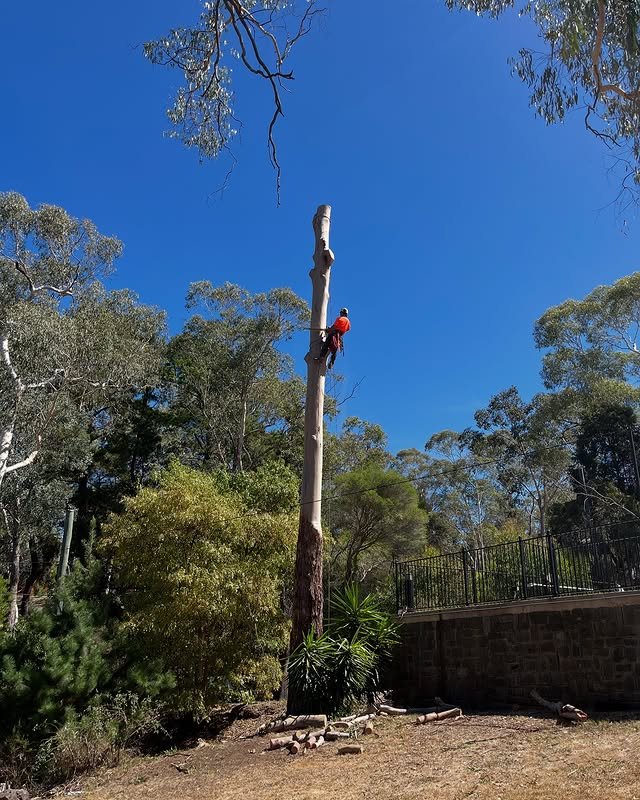 Redgum-tree-spe (3)