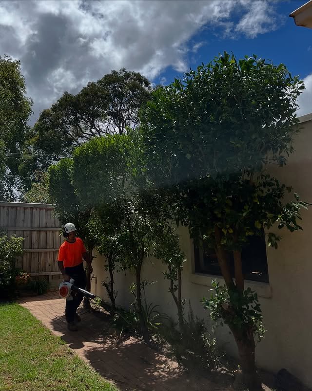 Redgum-tree-spe (6)