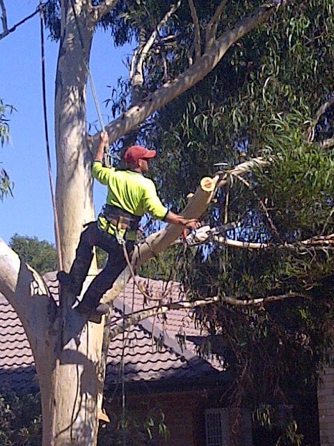 tree-climber3