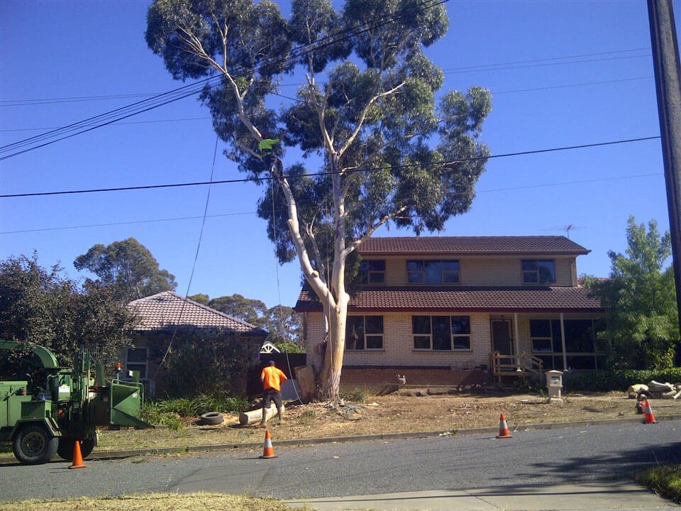 tree-services2